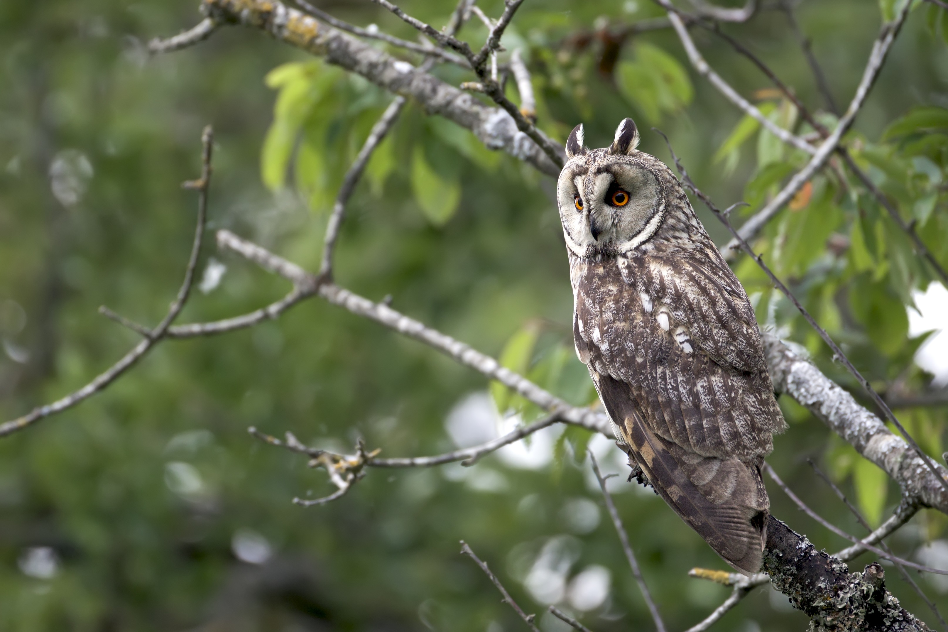 Hibou moyen-duc